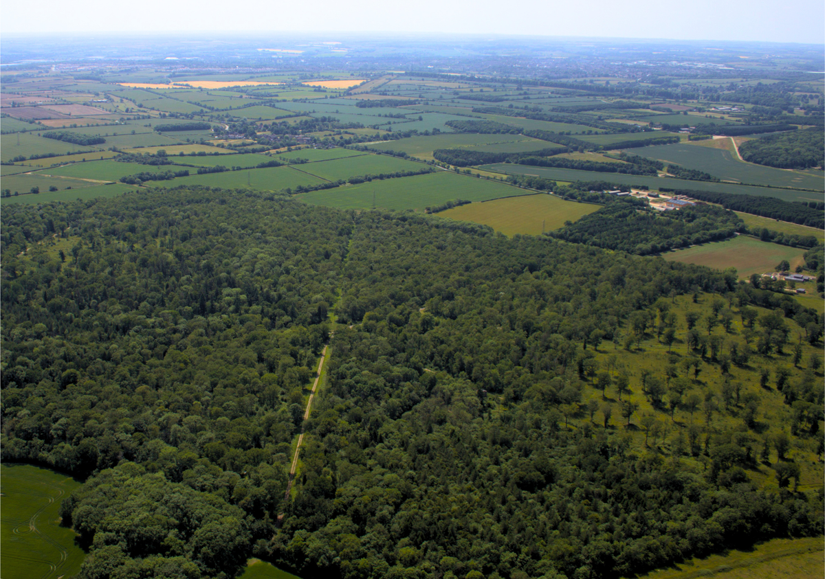 Grafton Park Woods Guided Walk, Saturday 19th September 1.30pm - History and Forestry Operations Today - hosted by Jonathan Plowe